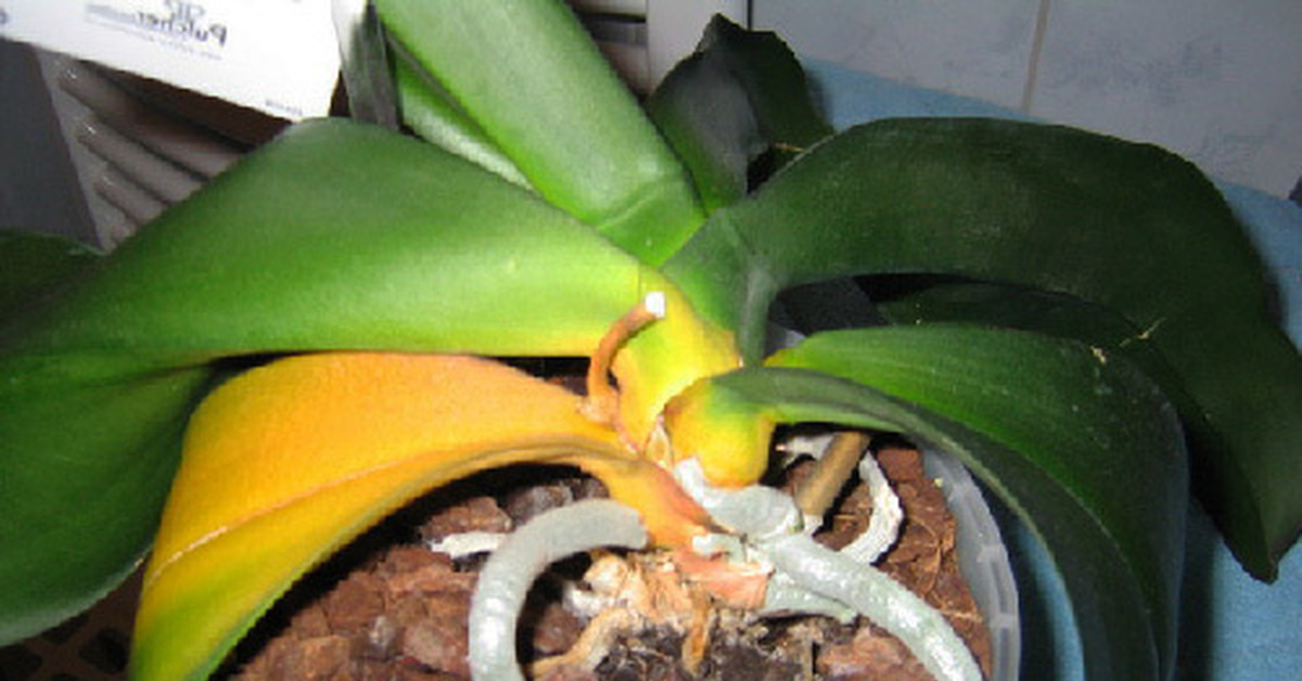 После пересадки пожелтели листья. Орхидея фаленопсис пожелтели листья. Листья фаленопсиса желтые. Желтеют листья у орхидеи. Фаленопсис желтеют листья.