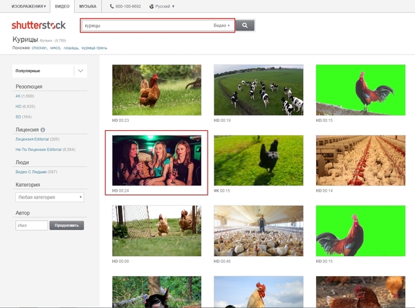 Shutterstock, хватит баловаться Shutterstock, Картинки, Юмор, Курица