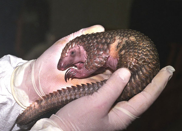 baby pangolin - Pangolin, Young