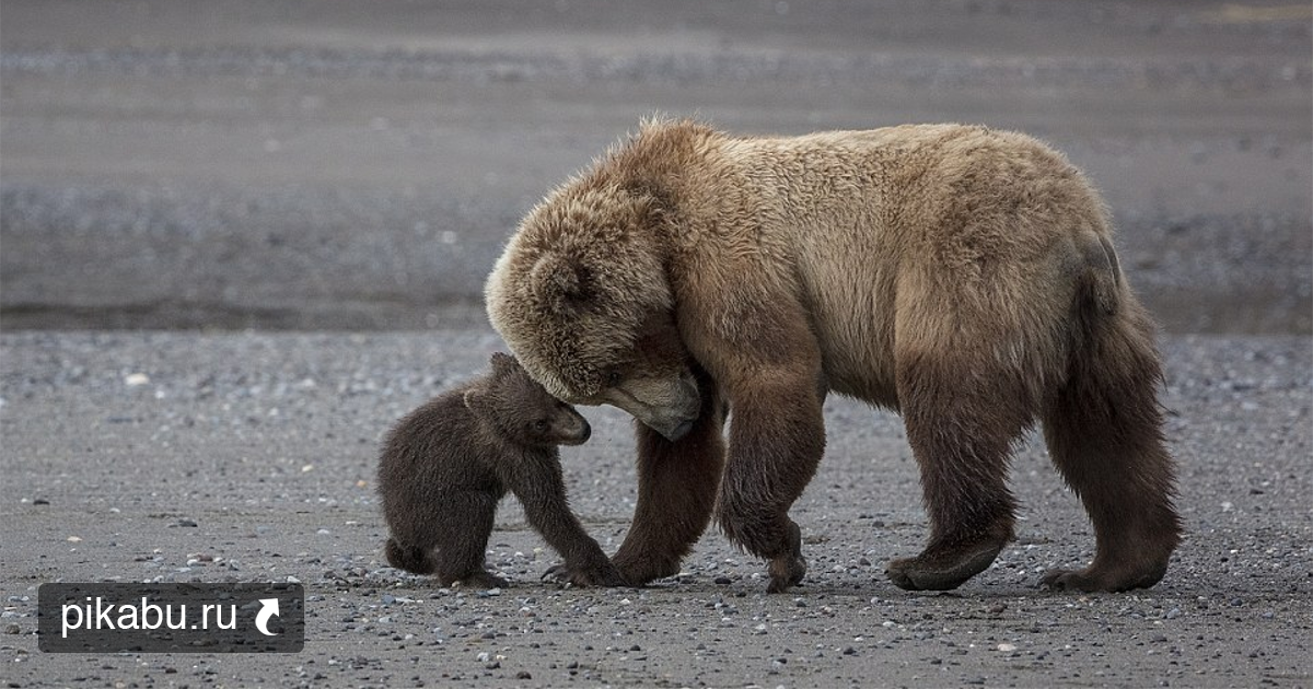 Loving bears. Мама Медведица. Мама Медведица и Медвежонок. Медвежонок с мамой. Малыши и медведь.