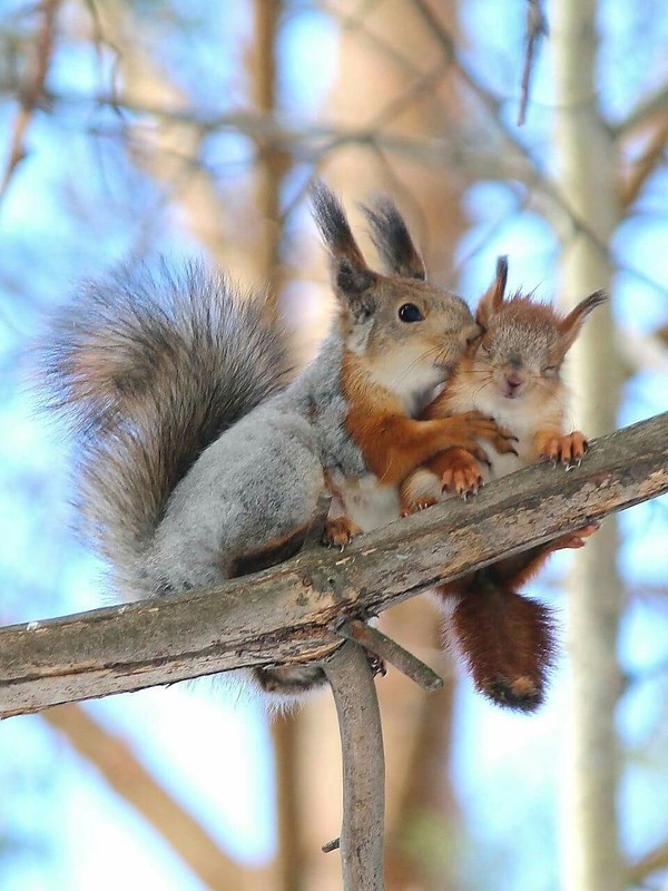 Compliments, they are pleasant to the squirrel) - Squirrel, In the ear, Winter, Animals