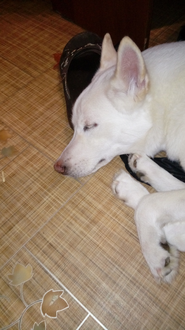 Сон. сладкий сон