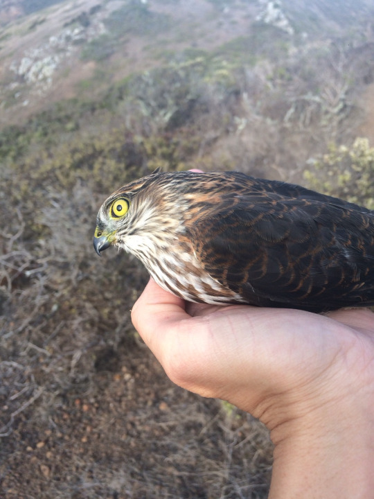 Falcon who did not understand. - Falcon, Not understood, Nature, Longpost