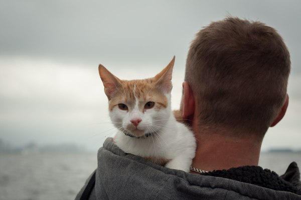 On the Gulf of Finland - My, cat, Redheads, Beautiful view, The Gulf of Finland, Animals, Photogenic, The photo, Walk