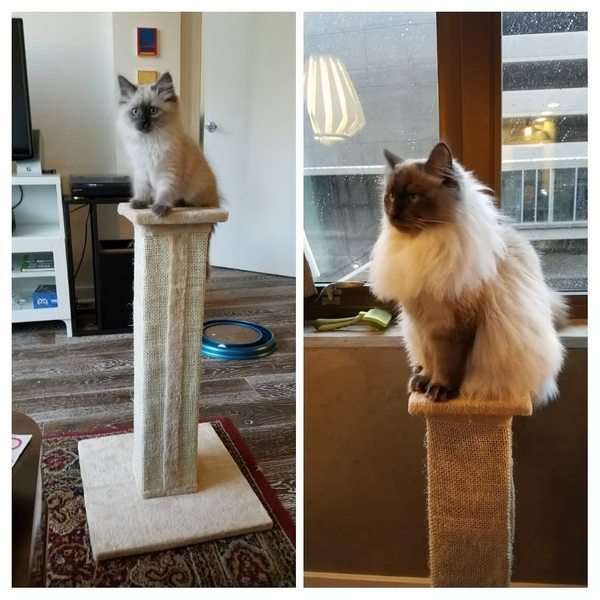 The cat has grown up. - cat, Pedestal