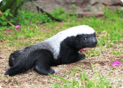 Honey badgers are cute sweet tooth - Honey badger, Far cry, Images, Honey, Animals, Longpost