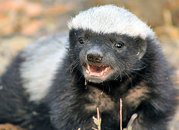 Honey badgers are cute sweet tooth - Honey badger, Far cry, Images, Honey, Animals, Longpost