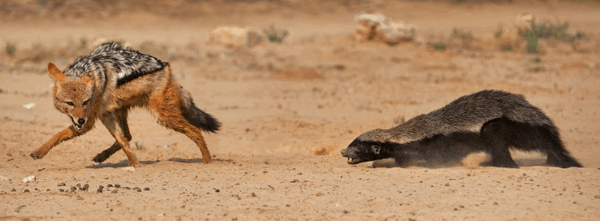 Honey badgers are cute sweet tooth - Honey badger, Far cry, Images, Honey, Animals, Longpost