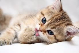 Cute kittens)) - , Kisiki, , Milota, Nemilota, cat, Cats are funny, 