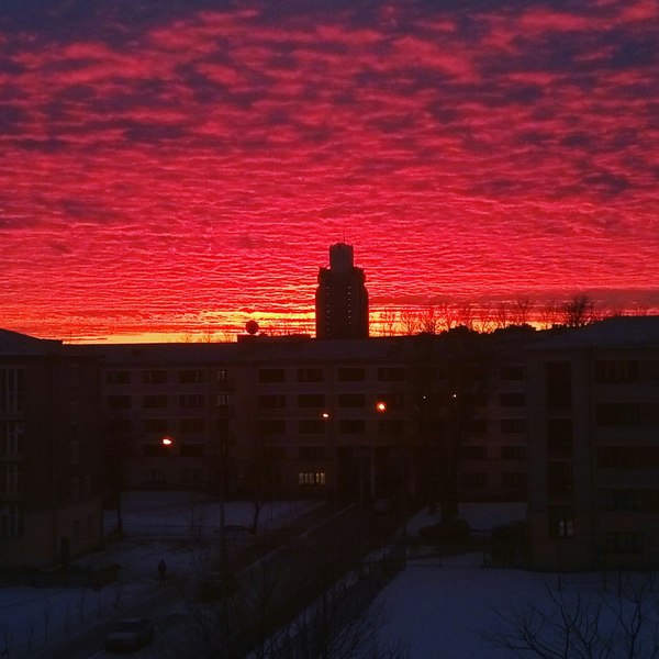 Sunset - Sunset, My, , Saint Petersburg, Forest