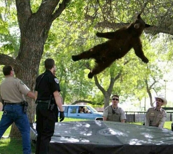 A bear falling from a tree after being shot with a tranquilizer - He's fine., , Bear, The Bears, Animals