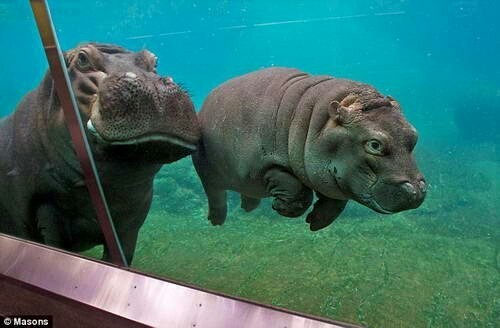 Hippos all in the tape - Nature, Animals, hippopotamus, Longpost