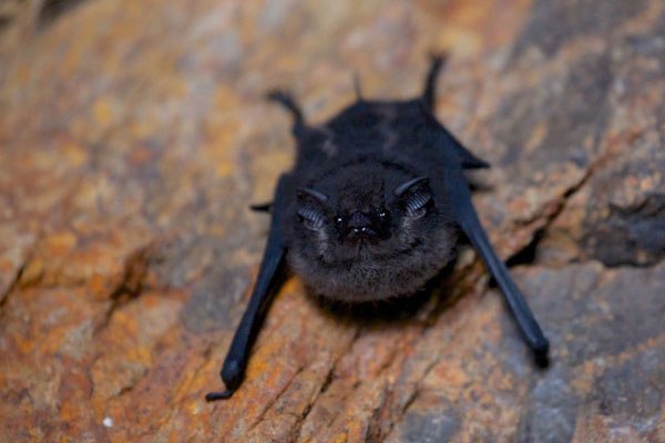 A selection of pictures with bats of varying degrees of cuteness - Bat, Batman, wildlife, Bats, Longpost