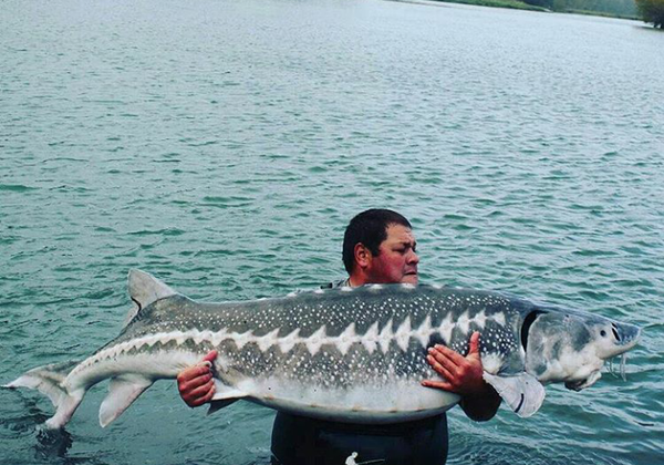 Царская рыба