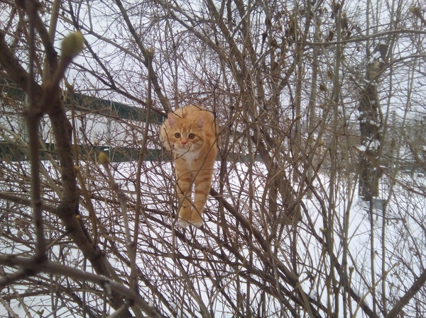 Весна, коты прилетели...