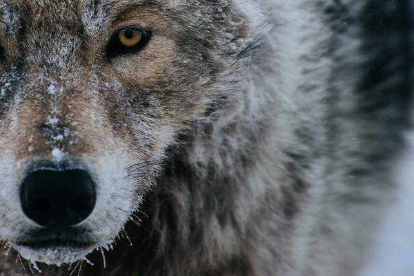 Wolf from Chukotka - Chukotka, Russia, Nature, The nature of Russia, Wolf, Animals, Longpost