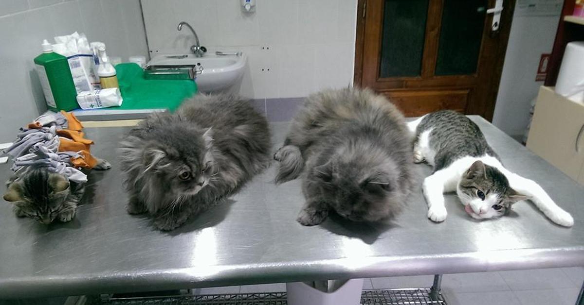 Сколько коты отходят от кастрации по времени. Наркоз после стерилизации кошки.