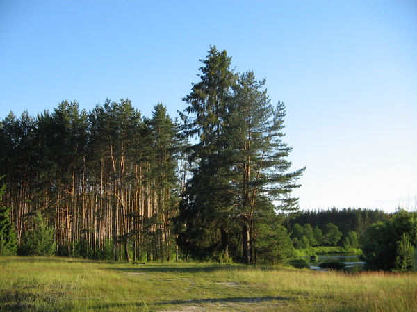 The Uzola River is a tributary of the Volga on the left in the Nizhny Novgorod Region - My, Uzola, River, Forest, Volga, Nizhny Novgorod Region, Volga river