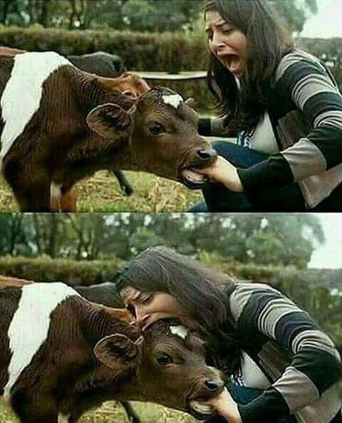 When you don't know what to do, bite! - , Bite, Photoshop, Cow, Girls