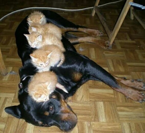 The kittens took the dog hostage. - Hostages, Dog, Kittens, cat