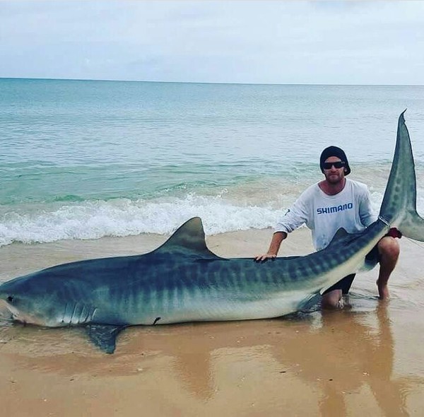 Joint photo with Shark - The photo, Shark, Person, Ocean, Sea, Beach