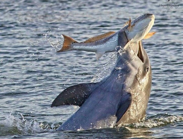 Dolphin on the hunt - Dolphin, The photo, Hunting, A fish, Sea, Ocean