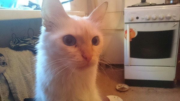 Heel - cat - cat, My, Socks, Gas stove