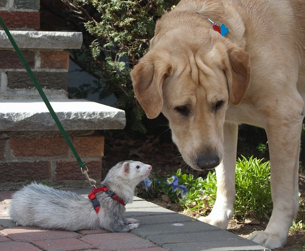 Ferret Rogue and dog Duke. - Dog, Ferret, old dog, Walk, Dog days