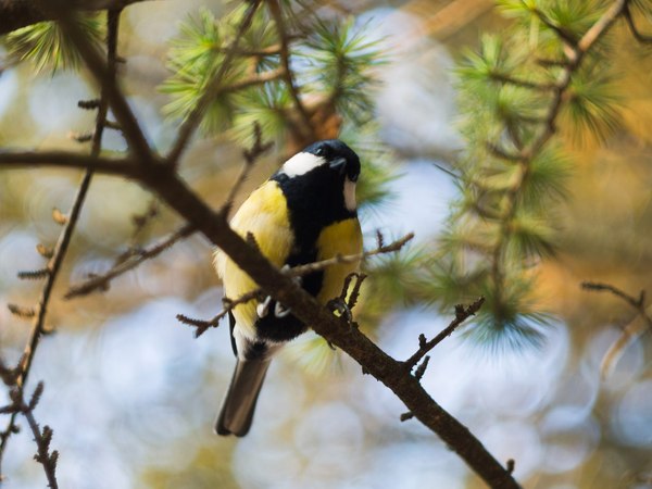 Birds on helios - Birds, My, The photo, Helios