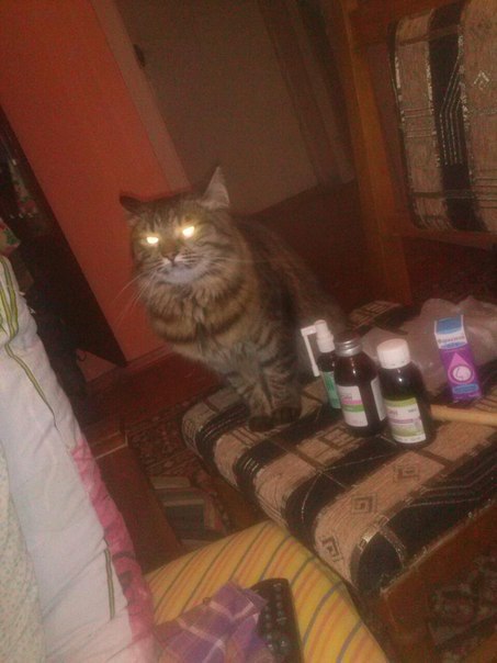 When I injected the wrong drugs... - cat, , , Bliss, Homemade, The photo