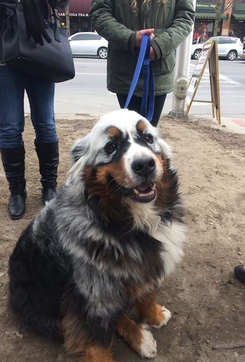 Just handsome. - Dog, Color, Friend of human, Longpost