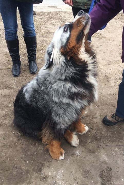 Just handsome. - Dog, Color, Friend of human, Longpost