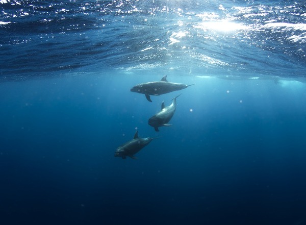 With the help of new cameras, scientists filmed the daily life of dolphins - news, Video, Text, Longpost, Dolphin, The science