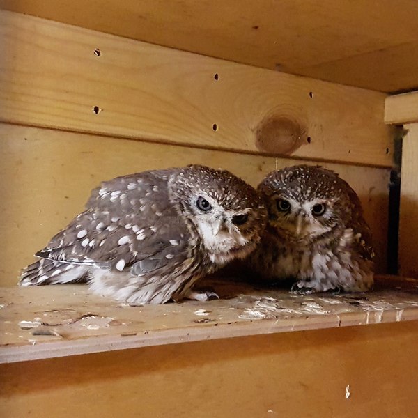 Singing little owls - My, Yoll, Owl, Owl, Little owl, , Birdsong, Video