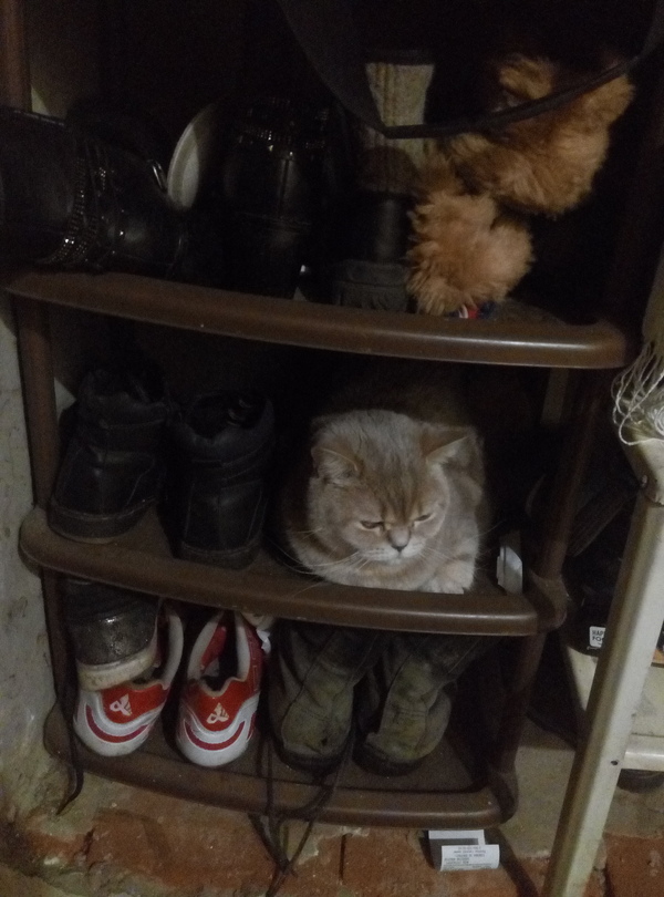 Что бы сегодня обуть?