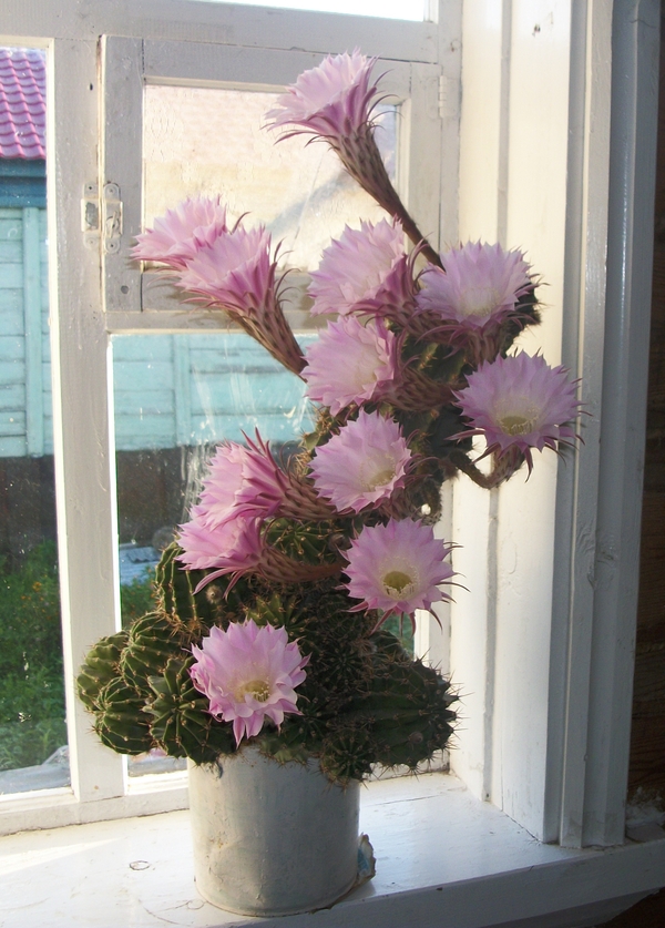 cactus flowers - My, Cactus, Flowers