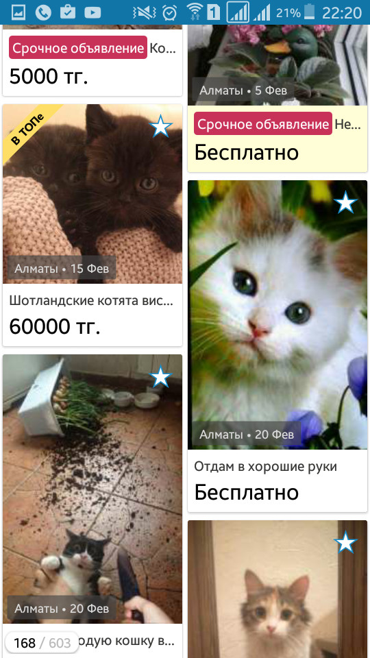 I watch ads... - My, cat, Olx, , Longpost, Almaty