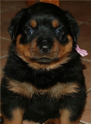 Found old photos - My, Rottweiler, Best friend, Dog, Longpost