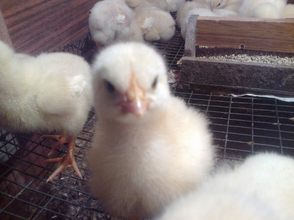 COBB-500 day four - My, White chicks, Chickens, Farm, Broilers