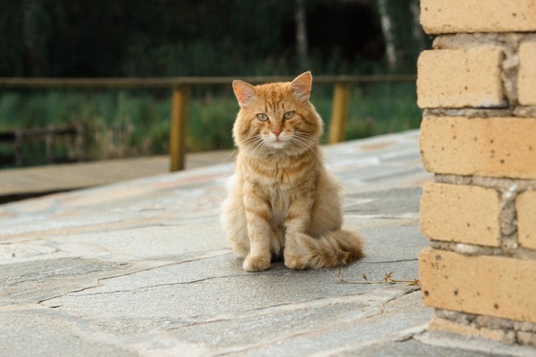 Кот с оз. Увильды