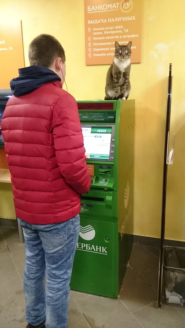 Somewhere in Sberbank - My, cat, Sberbank