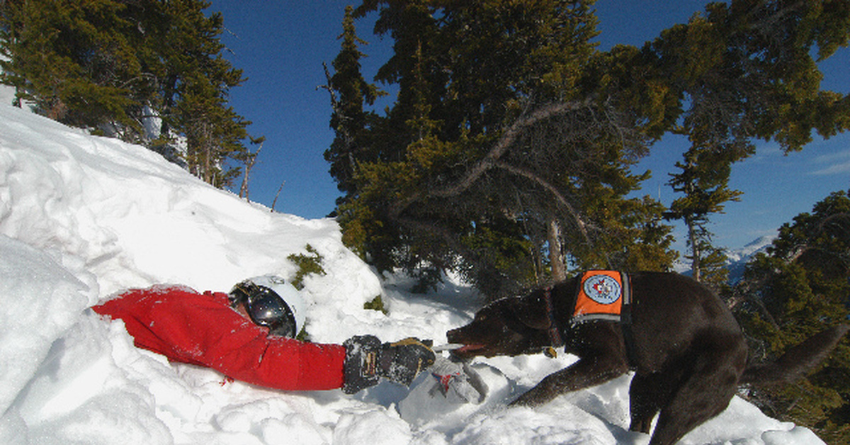 Собаки спасатели. Породы собак которые спасают от лавины. Фильм про собаку которая спасла от лавины. Собака которая спасает людей в горах. Собаки спасатели в лавинах.