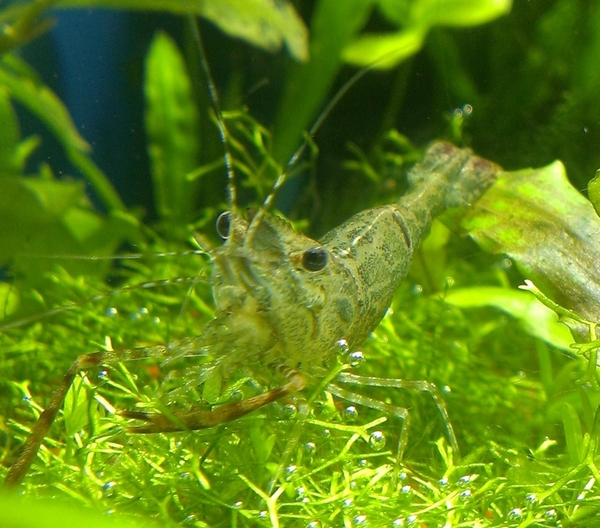 Shrimp Macrobrachium - Shrimps, My, Crustaceans, Aquarium