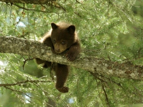 Медвежонок в национальном парке Йеллоустон, США