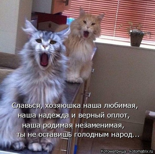 Anthem to the hostess)) - Hymn, cat