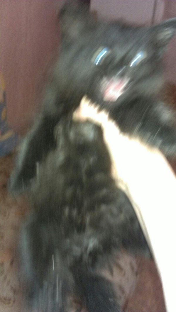 Asked to take a photo - My, cat, Milota, , Hatred, Who are you?