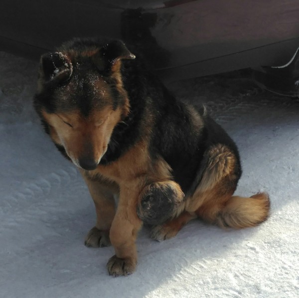 Ветеринары, подскажите