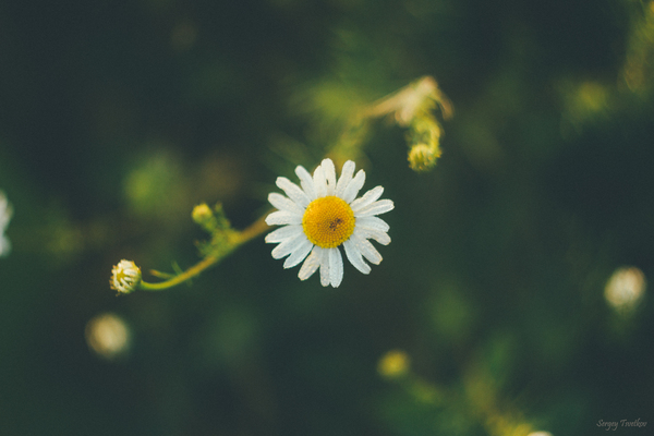 summer vegetation - My, My, The photo, Nature, Flowers, Longpost