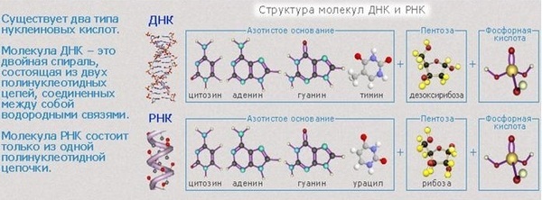 Происхождение жизни #3 - Моё, Происхождение жизни, Наука, Биология, Абиогенез, ДНК, Рнк, Гифка, Длиннопост