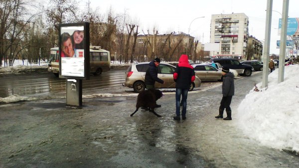 The boys won a ram at Shrovetide, but... - Rams, Maslenitsa, The photo, Mound